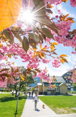 Embrace the magic of Norway in spring